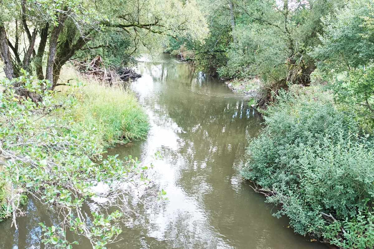 Forellen Döbel Gewässer