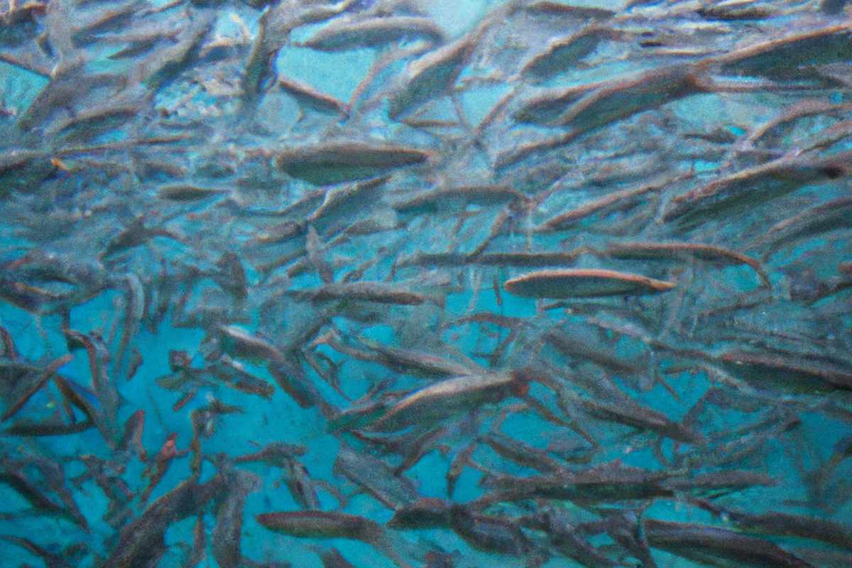 Meeräschen Schwarm Mittelmeer